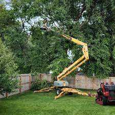 Best Commercial Tree Services  in Willmar, MN