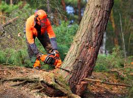 Best Tree Risk Assessment  in Willmar, MN