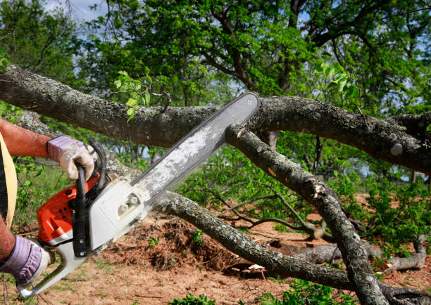 Best Tree Preservation Services  in Willmar, MN